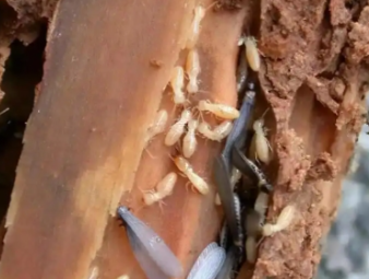 无为白蚁防治公司分享学校、医院等公共场所白蚁防治管理方案